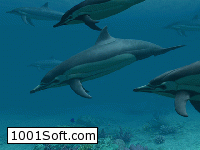 Dolphins 3D Screensaver скачать