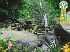 “Водопад в джунглях” – Анимированные Обои 5.07