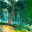 Summer Forest 3D Screensaver 1.0