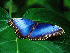 Free Living Butterfly Screensaver 1.0