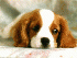 Free Cute Dog Screensaver 1.0
