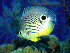 Free Fish Aquarium Screensaver 1.0