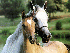 Free Horse Racing Screensaver 1.0